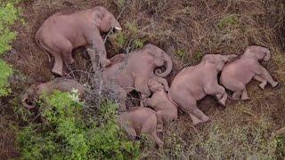 Herd of Migrating Elephants Takes a Nap