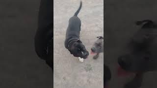 Bonitos y gorditos / Los American Bully Regresamos / Audio original