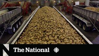 Alberta farmers pivot to potatoes