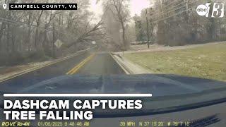 Dashcam captures dramatic moment tree falls, nearly crushing two vehicles