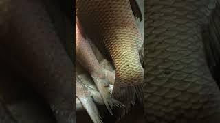 তাজা মাছ বুঝছবেন কি ভাবে |fresh mach| rui fish|