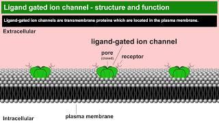 Ligand gated ion channels structure and function