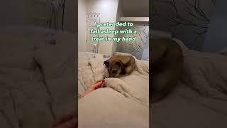 Canine Comedy: Dog Owner's Hilarious Pretend Snooze with Tempting Treat!