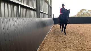 Retraining the Standardbred - part 1 Warm Up