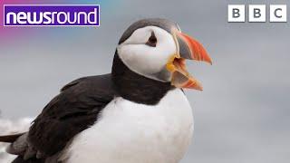 Puffin numbers increase in the Farne Islands  | Newsround