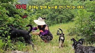 10억줄께 도시가서 살라면?..그냥, 개냥이들과 산딸기따묵고 이산골에서 살껍니더~~^^!
