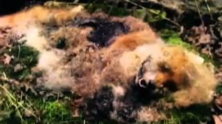 Decomposing Fox