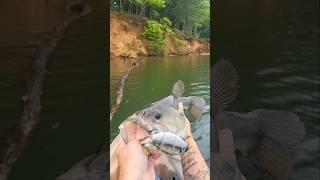 BIG Largemouth in the Rain Fishing Lake Lanier