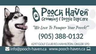 Pooch Haven's Pay to Play Program