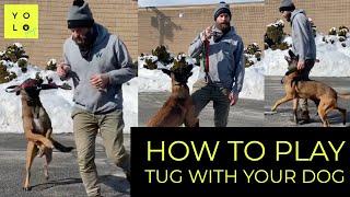 HOW TO PLAY TUG USING THE PUCCI TUG | YOLO PUP X WOLF PACK CANINE