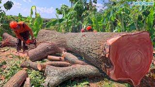 The most beautiful red mahogany tree cutting