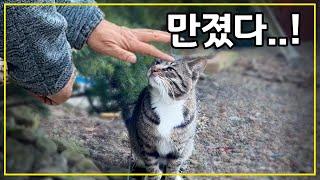 길고양이 돌보면서 처음으로 손길을 허락하는 고양이가 나타났습니다