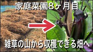 家庭菜園初心者 耕作放棄地から8ヶ月目の畑 畑ツアー