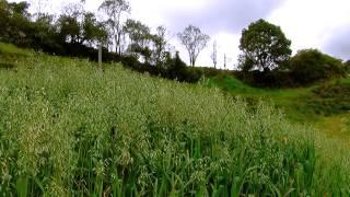 Oats forage for Cattle - Fodder - English Subtitles- Avena forrajera TvAgro By Juan Gonzalo Angel