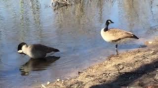 GEESE BY GARY ZABEL