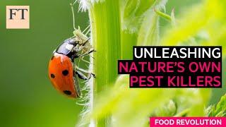 Fighting agricultural pests, the natural way | FT Food Revolution