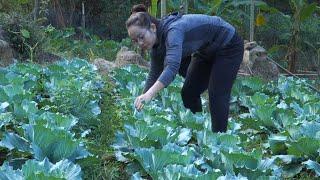 VIDEO FULL: 2 months Process of wood ear mushrooms and cabbage