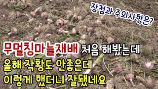 올해 마늘작황도 안좋은데...무멀칭마늘재배 처음했는데도 잘됐네요.