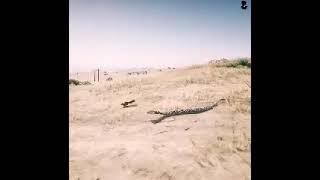 unrelenting cobra pursuit to kill a squirrel but you need to see what happen at the end who got tire