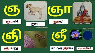 தமிழ்|உயிர் மெய் எழுத்துக்கள்|ஞ ஞா ஞி ஞீ வரிசை சொற்கள்/செந்தமிழ்ச்சுவடி