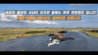 화웅호 물수리 영상  Osprey at the Hwaung Lake