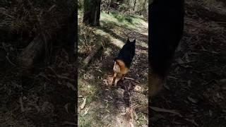 Koda explores the Camp Tracks