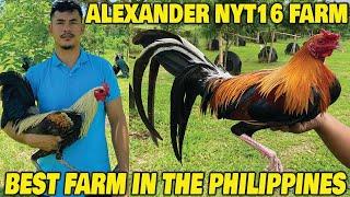 Best Farm ALEXANDER NYT FARM Bacolod - Beautiful Birds