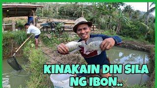 UNAHAN NA NAMIN SILA BAGO PA MAUBOS NG IBON(GIANT TILAPIA) UPDATE SA AMING MGA KAMBING!