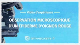 Vidéo d'expérience : Observation microscopique d'un épiderme d'oignon (Sciences et Technologie 6e)