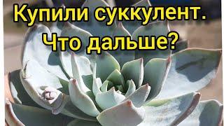 Купили суккулент.Что дальше?