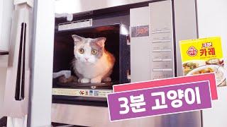 SNL Parody '3 Minute Cat' (ENG SUB)