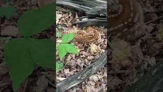 One of the Rarest Mushrooms