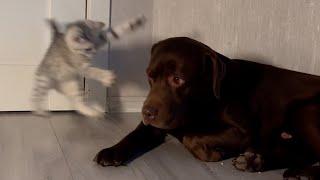 Fearless Kitten Attacks a Giant Labrador