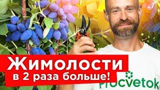 ЯГОД ЖИМОЛОСТИ БУДЕТ МНОГО, если сделать так осенью! Обрезка, обработка, посадка жимолости пошагово