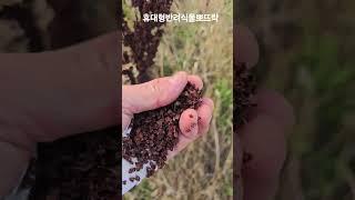 오달진 소리쟁이 씨앗!!