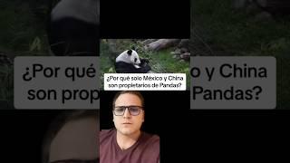 ¿Por qué solo México y China tienen Pandas? #interesante #latinoamerica #mexico #panda #pandas