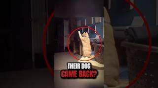 Their Dog Came Back to Say Goodbye…