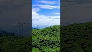 Darjeeling | Darjeeling side seein #shorts #shortsvideo #shortsyoutubevideo