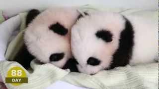 The first 100 Days of Mei Lun and Mei Huan