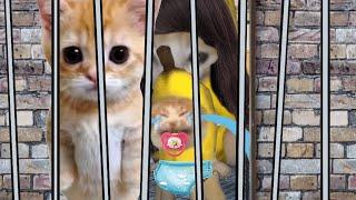 BANANA CAT BABY  HAPPY AND  CRY VIDEOS 14 #catmemes #cat #bananacat #happycat #fyp