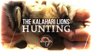 'Hunting Lion in the Kalahari' with HAWA and Afri-Sun Safaris (FHD)