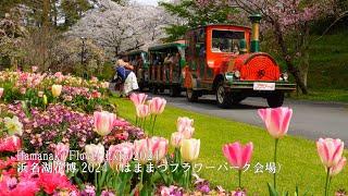 【Hamanako Flower Expo 2024】 Cherry blossoms in full bloom! Hamamatsu Flower Park!