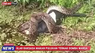 ULAR RAKSASA MAKAN PULUHAN TERNAK DOMBA MILIK WARGA