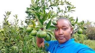 this is a juicy Lemon 