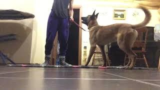 Arnold 12 - technical commands with the leash