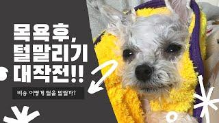 강아지 목욕 후 털 말리는 꿀팁 | 비숑