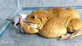 Asian Bullfrog Eats Banded Bullfrog! Asian Bullfrog Live Feeding