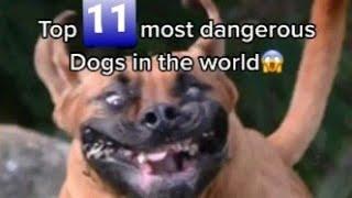 Top 11 Most Dangerous Dogs in the World @SUSANKAMARU