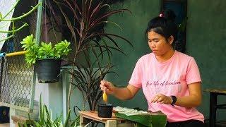 Cooking Thai Food. How to Make Wide Noodles and Rad Na. ราดหน้า