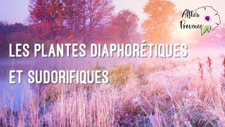 Diaphorétiques et sudorifiques : dans le sens de la guérison